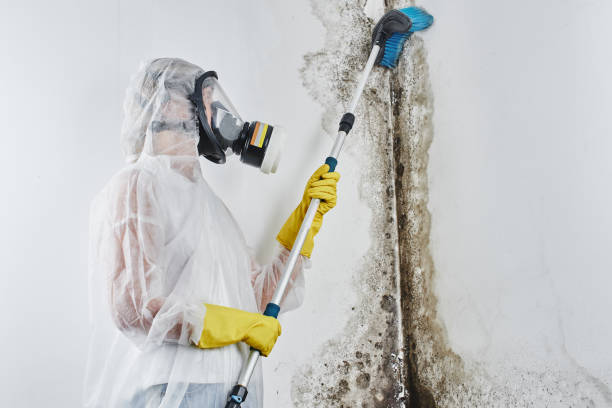 Best Fast Mold Removal  in Blue Springs, MO