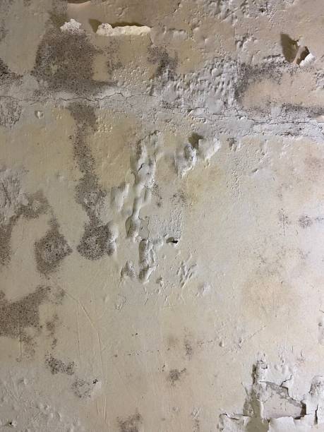 Professional Mold Removal in Blue Springs, MO