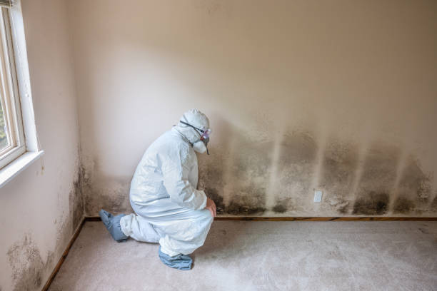 Home Mold Removal in Blue Springs, MO