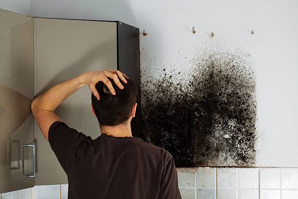 Best Best Mold Removal Companies  in Blue Springs, MO