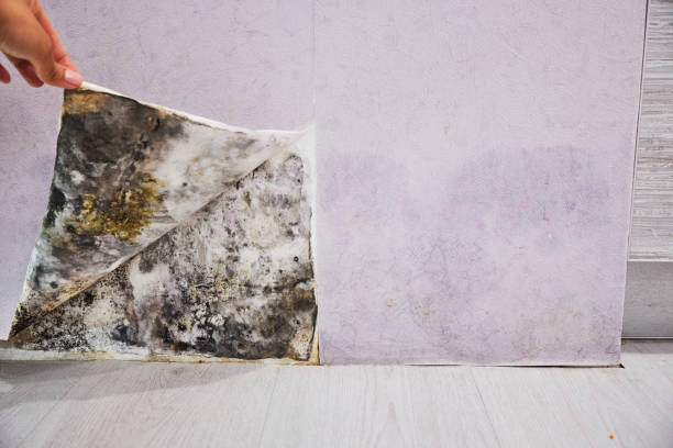 Best Certified Mold Removal  in Blue Springs, MO